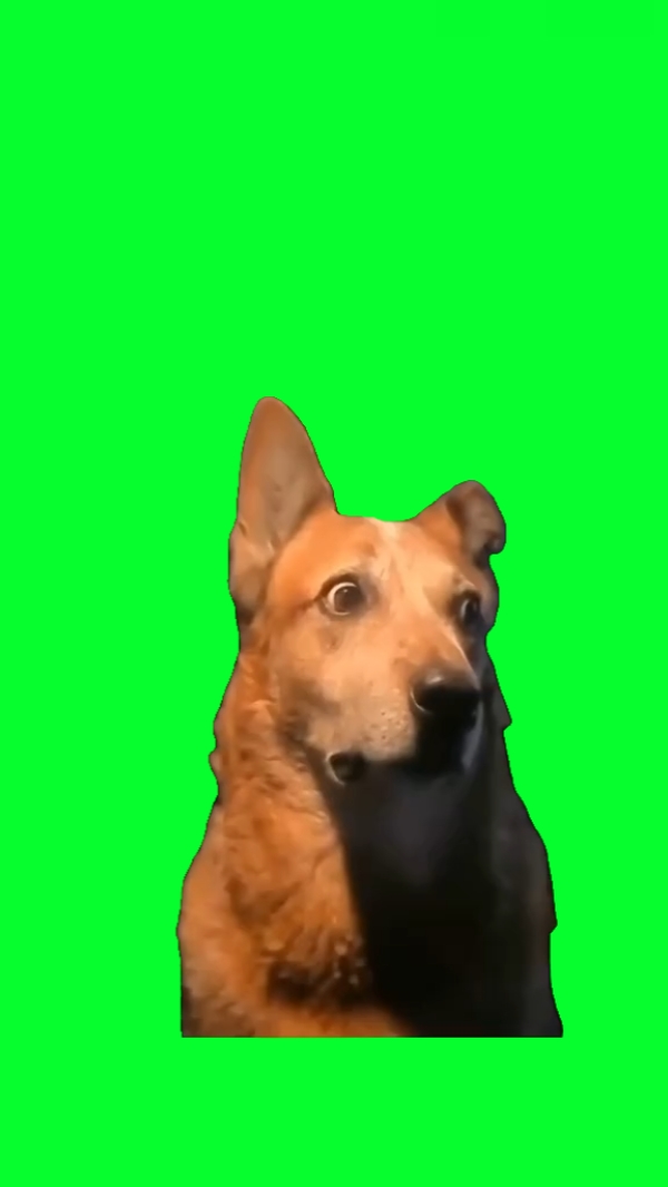 Cachorro chocado engraçado