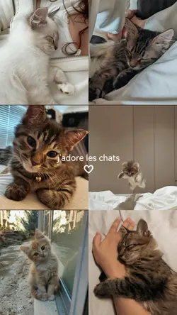 j'adore les chats