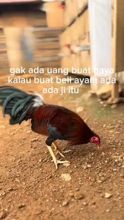 story ayam