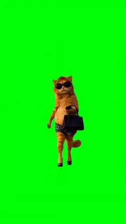 CAT WALKING