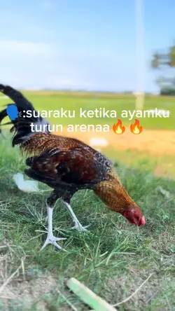 story ayam