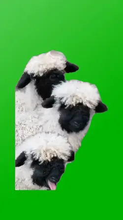 FUNNY SHEEPS 