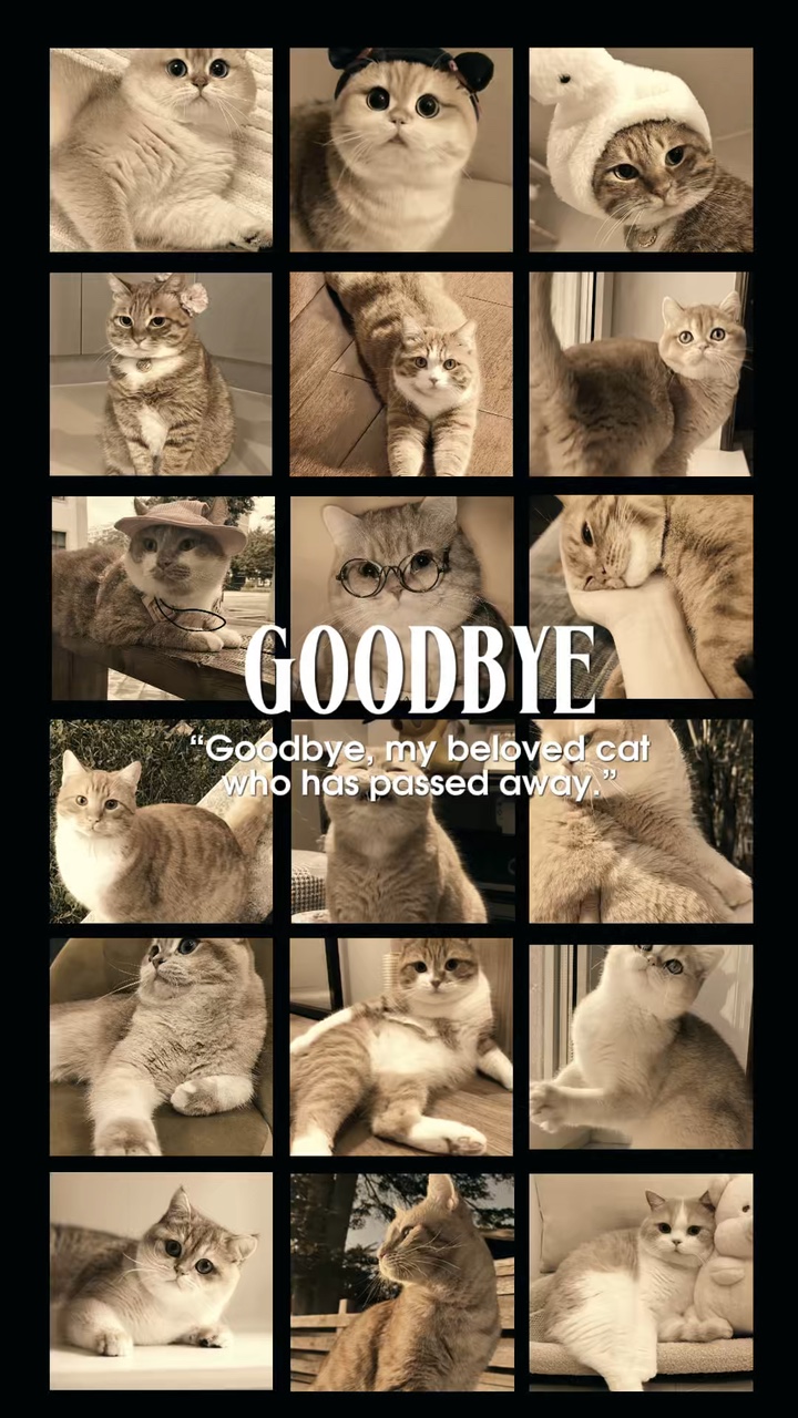 Adiós Mi Gato 
