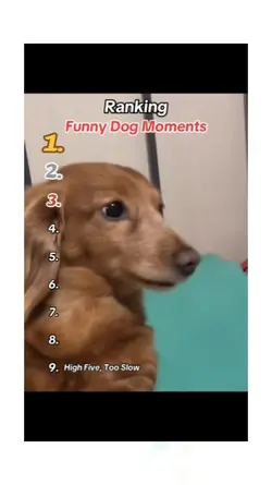 dog funny moments