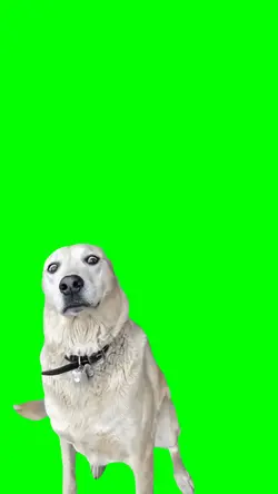 OH MY GOD DOG!