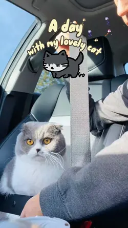 a day with my cat