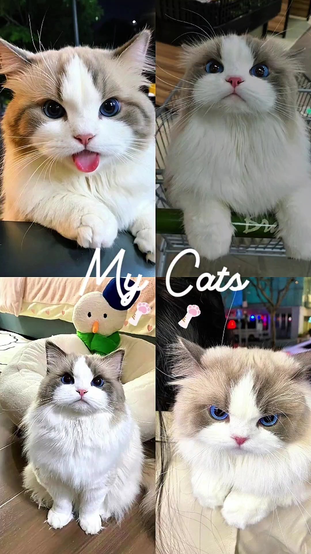 My cats