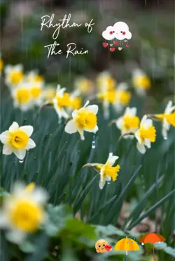 Rhythm of the rain
