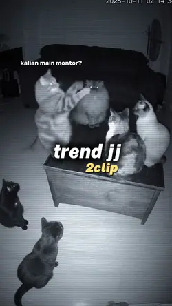 Trend Kucing