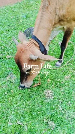Farm Life Story