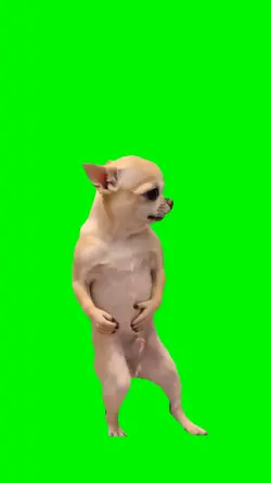 mj dog