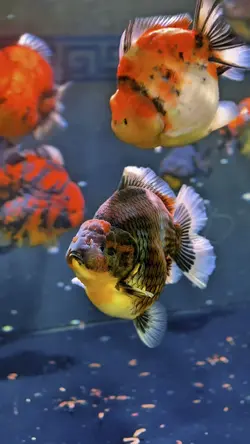 Gốc chill cá cảnh