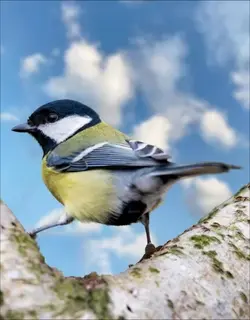 Great Tit bird 