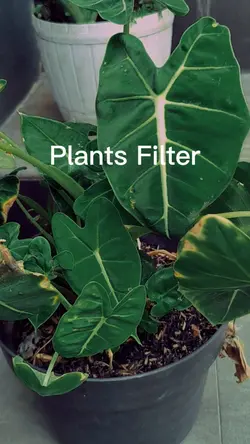 Plants Filter