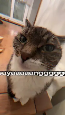 TREND CAT KISXSAYANG