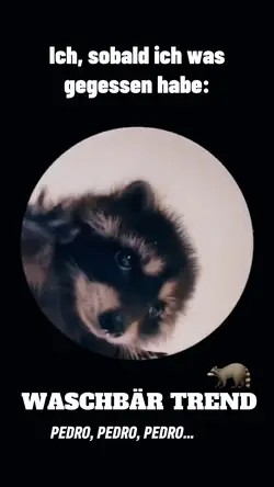 Waschbär meme 🦝