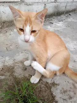 dance cat