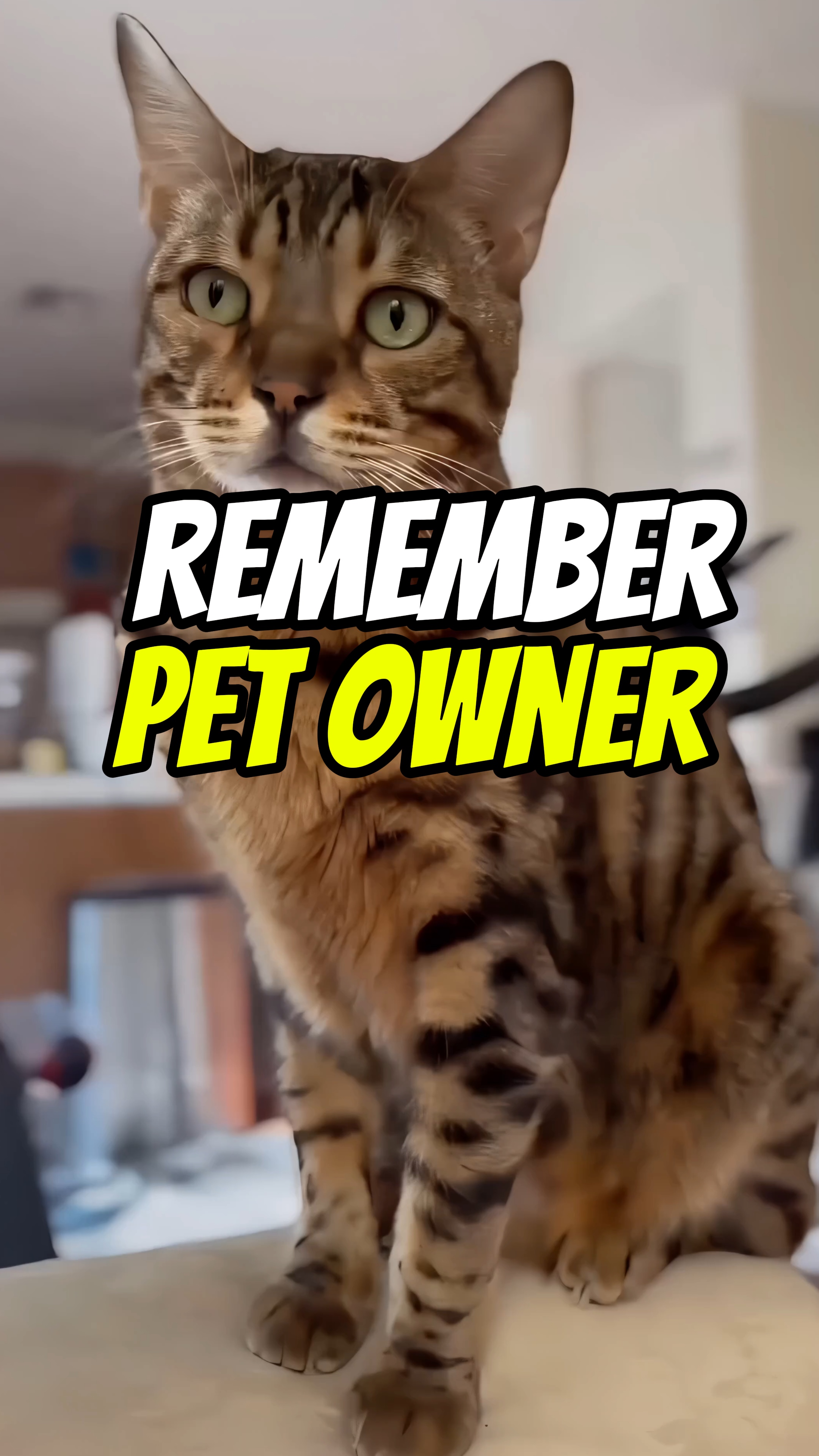 Dono do animal de estimação 😺😾😽🏆