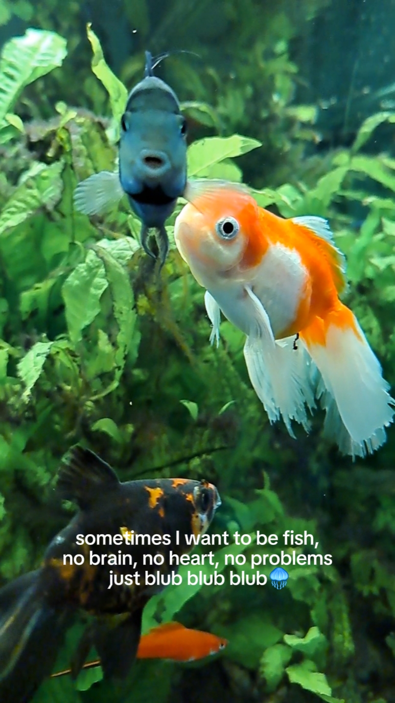 blub blub blub