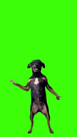 Dog/Cachorro.