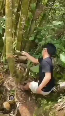 bamboo