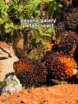 pesona petani sawit 