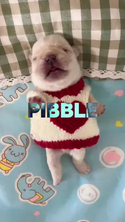 I AM PIBBLE