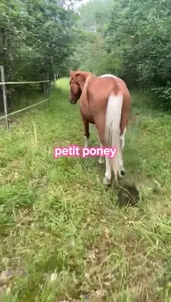 Petit Poney 