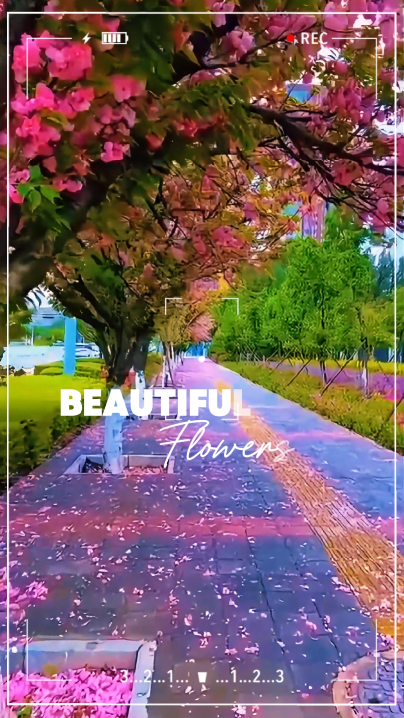 16. Hermosa flor