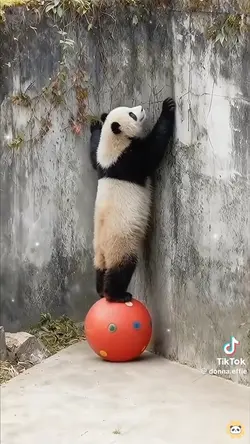 funny panda 