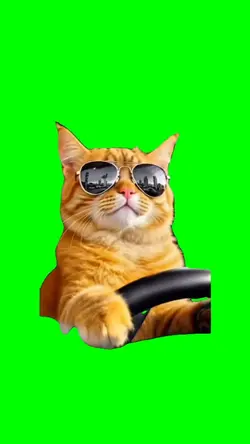 Cat Driving 