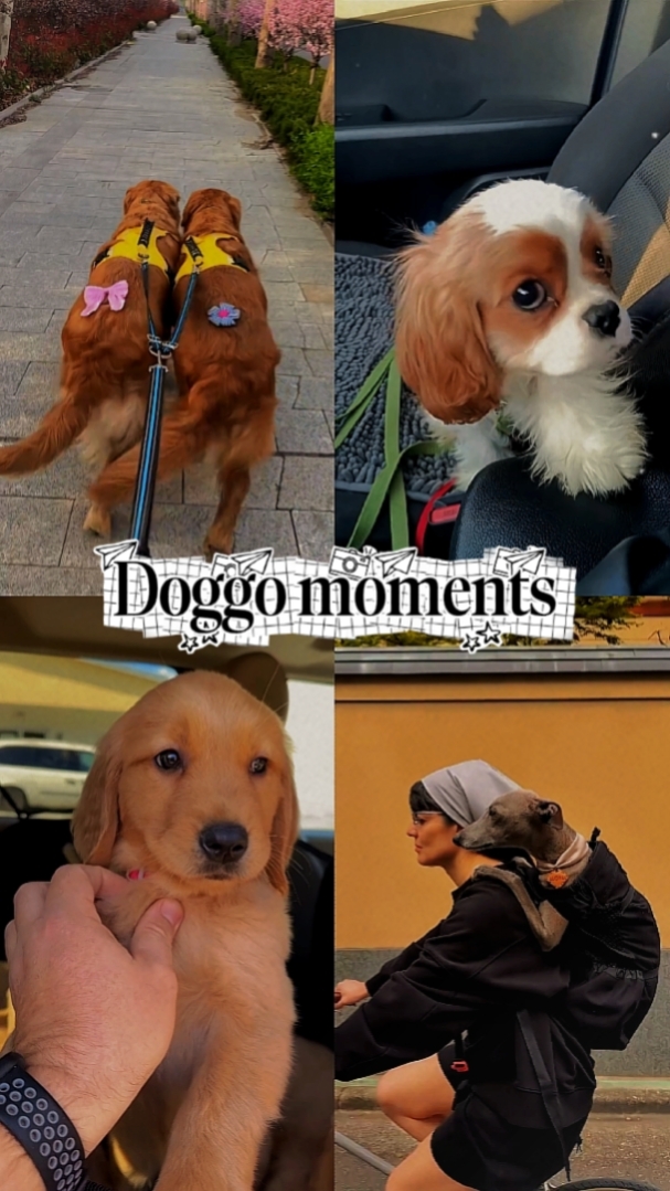 Momentos Doggo