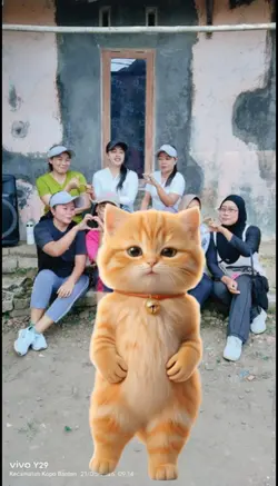 trend kucing joget