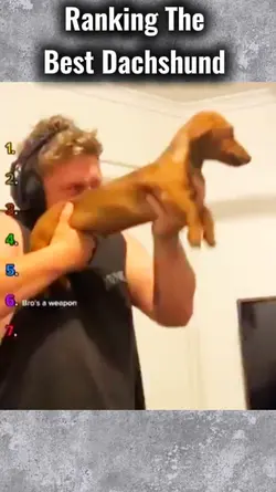 Best Dachshund