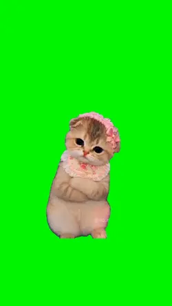 cute cat angry