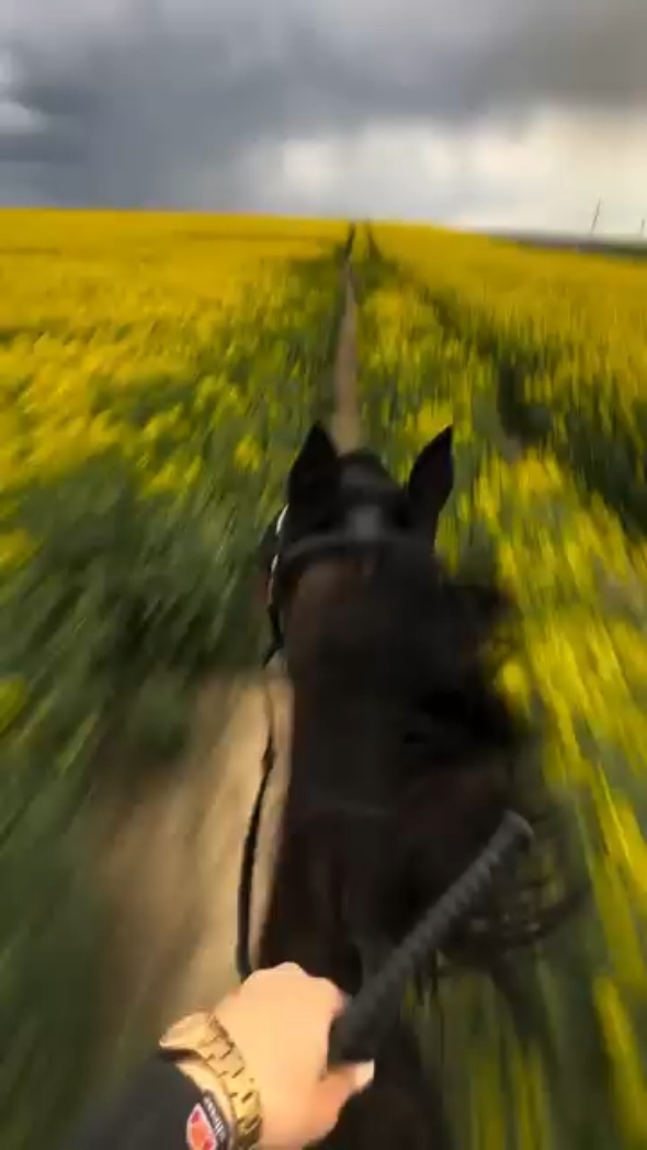 horse vs 125