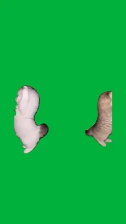 Kitten dance