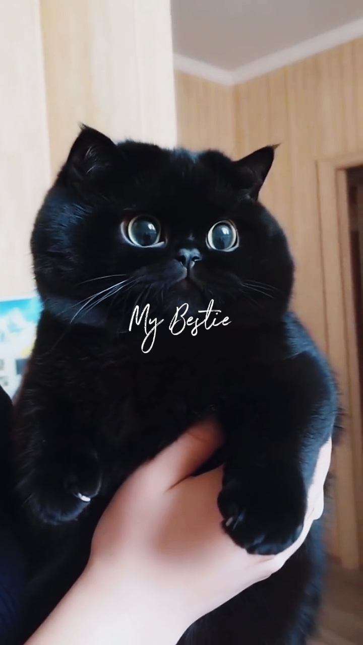 My Cat 🐈‍⬛ 