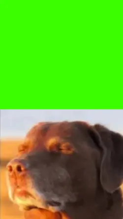 cooked dog meme