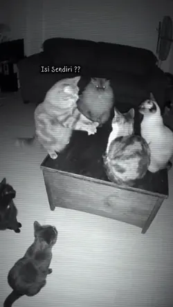 KUCING NGOBROL CCTV