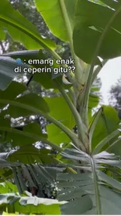 Emang enak diceperin