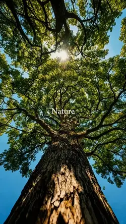Nature 