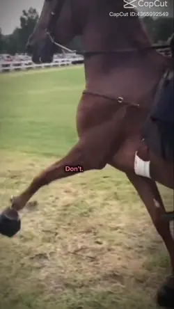 maltraitance cheval