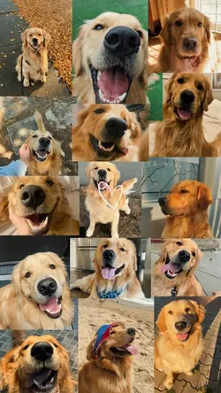 My pets 