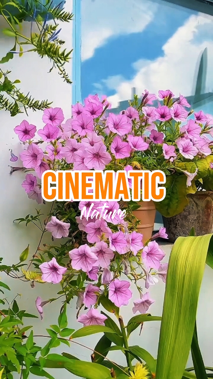 CINEMATIC Nature 