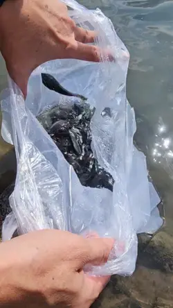 Phóng Sanh Cá Và Ếch