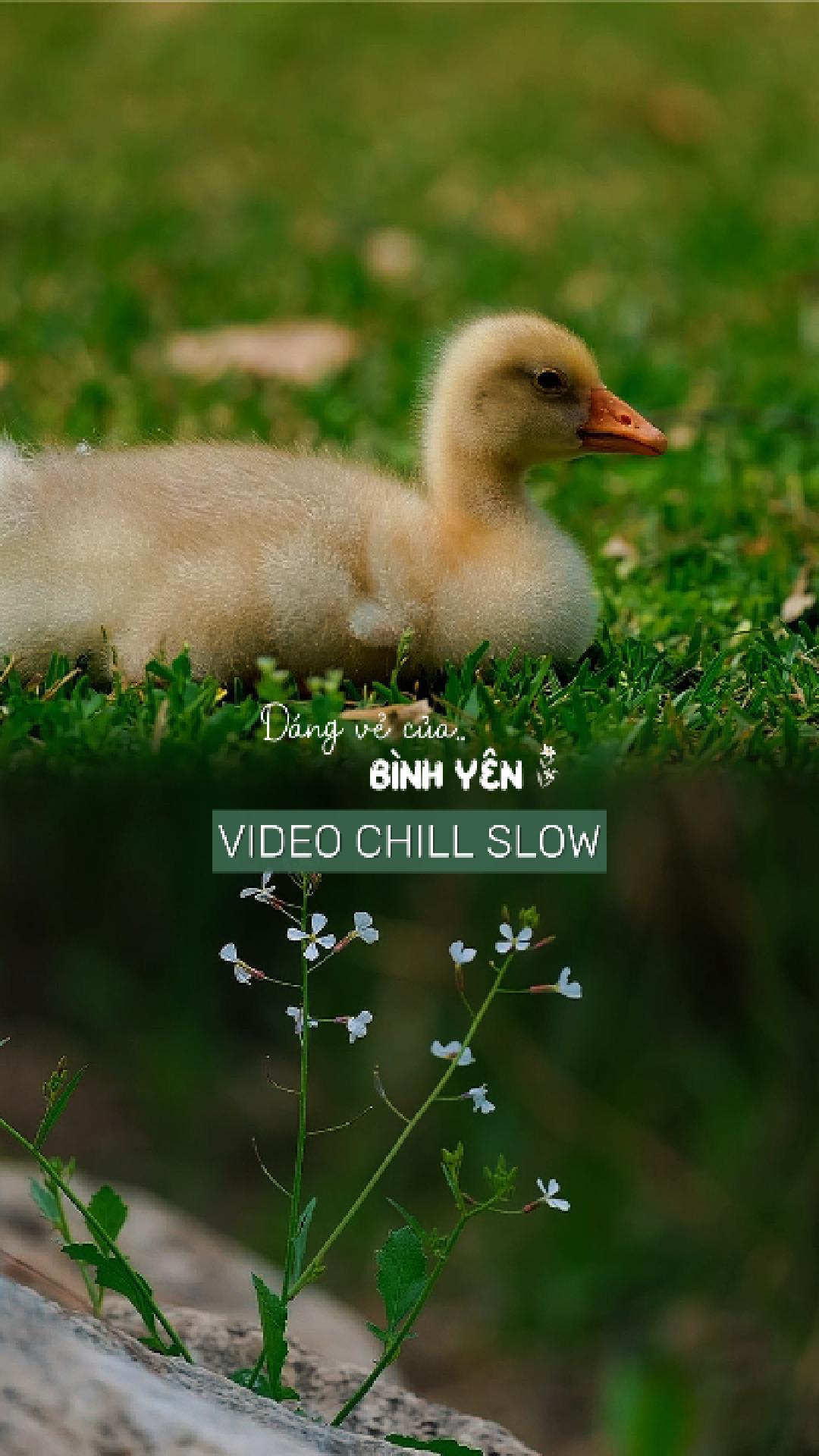 VIDEO CHILL SLOW