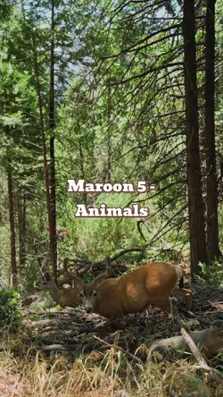 Maroon 5 - Animals