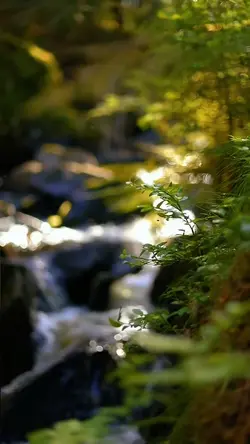nature vibes