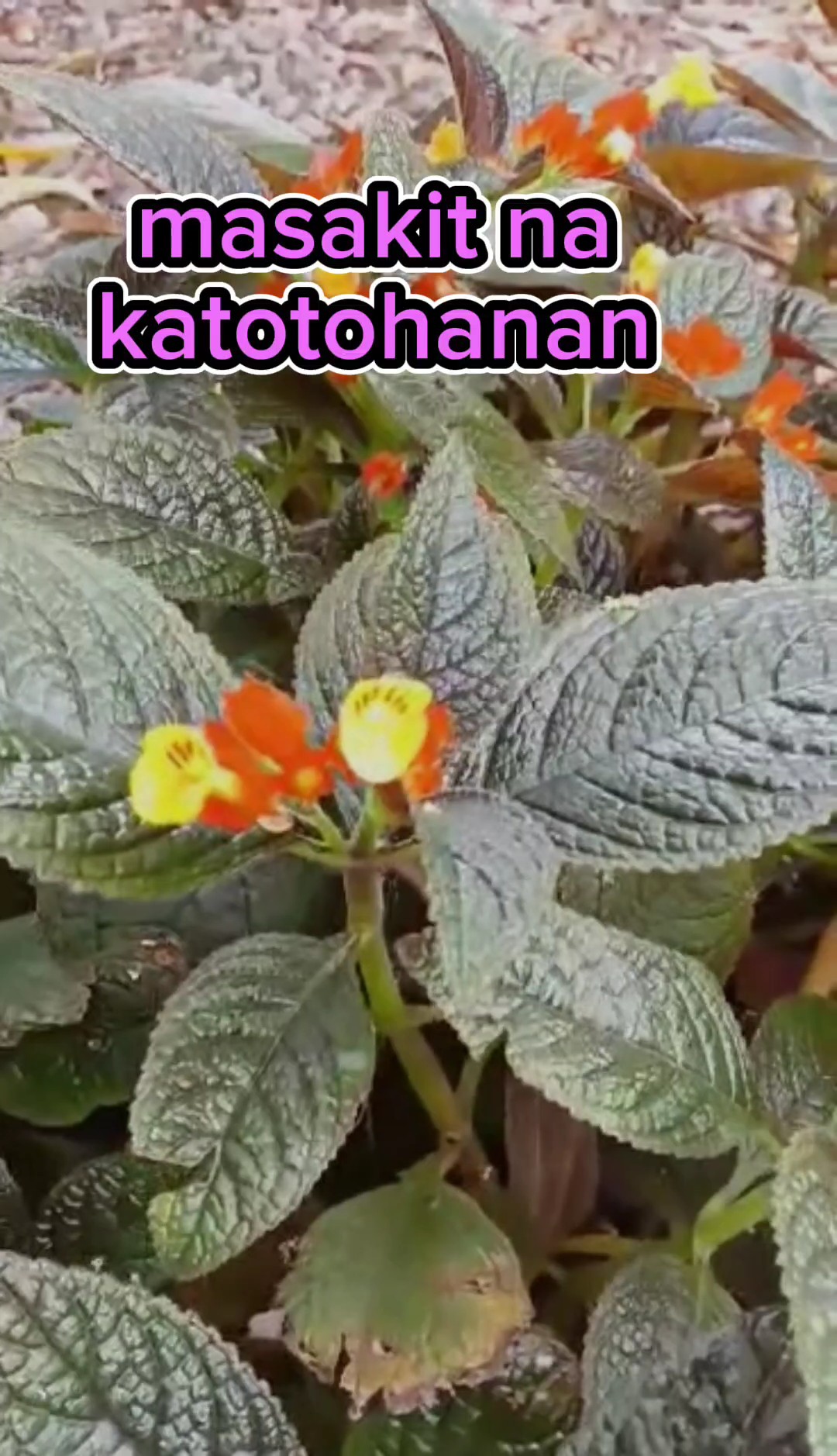 Cover Picture